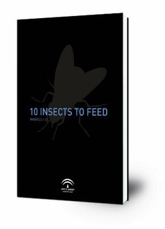 10 insects to feed/Mixed emotions : Exposición de trabajos del taller de videoarte impartido por Masbedo en Málaga en julio de 2006